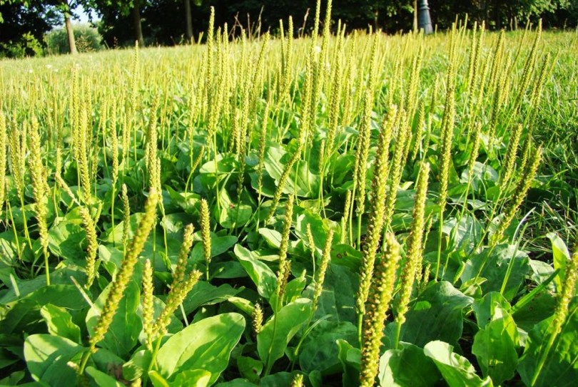 Egyiptomi útifű - Indiai bolhafű - Plantago ovata, Plantago ovata, amaránt, gabona